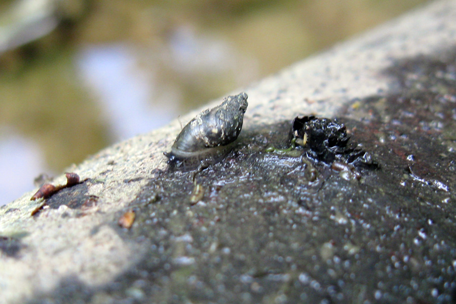 Succinea (Succinella)oblonga Draparnaud, 1801 in immersione